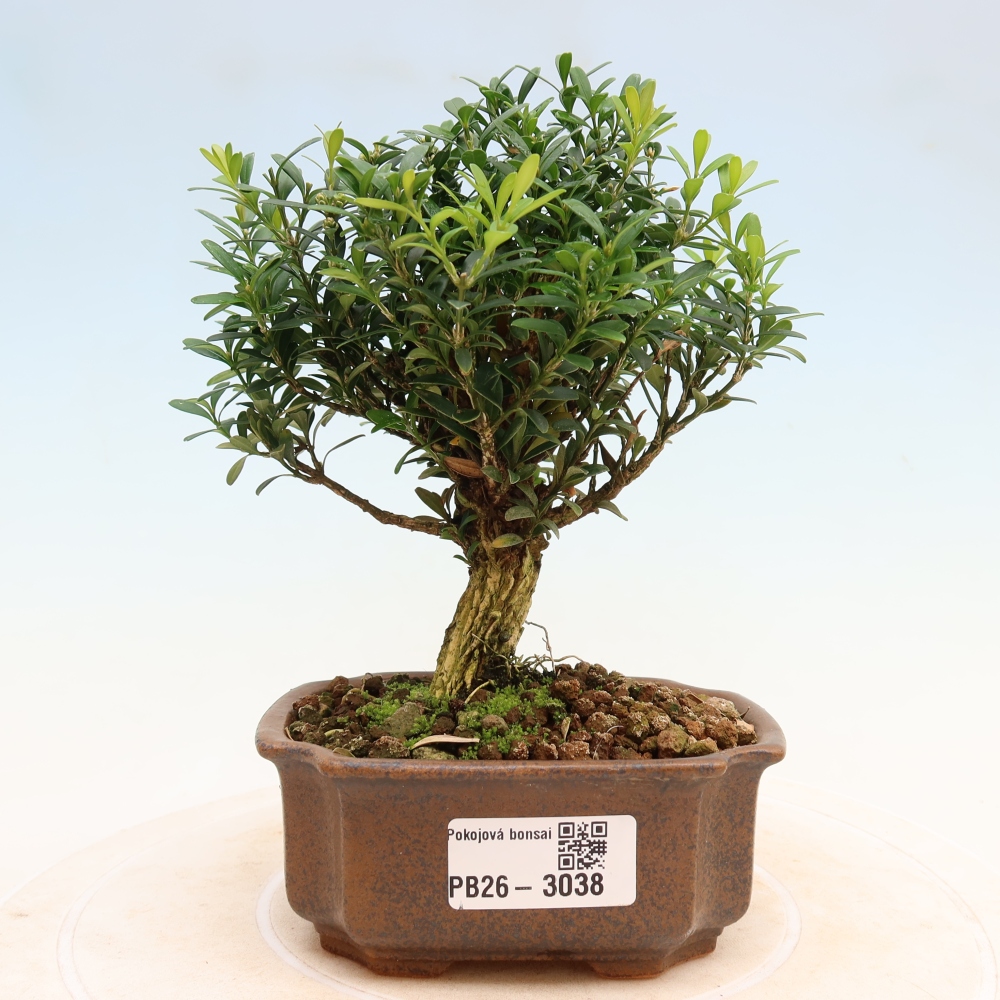 Kamerbonsai - Buxus harlandii - kurk buxus