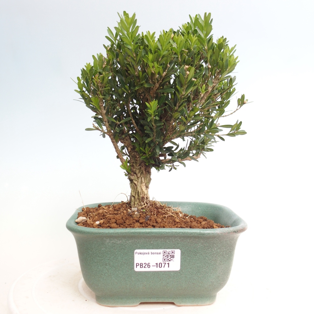 Kamerbonsai - Buxus harlandii - kurk buxus