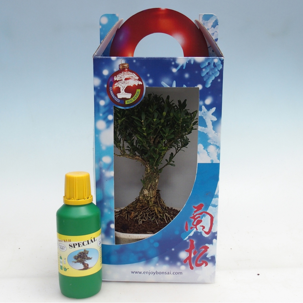 Kamerbonsai in geschenkverpakking Buxus harlandii - kurk buxus