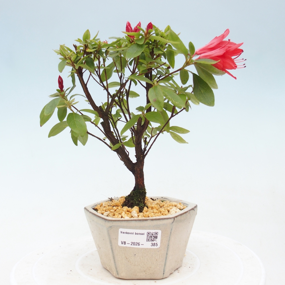 Bonsai voor buiten - Japanse azalea - Azalea sp.