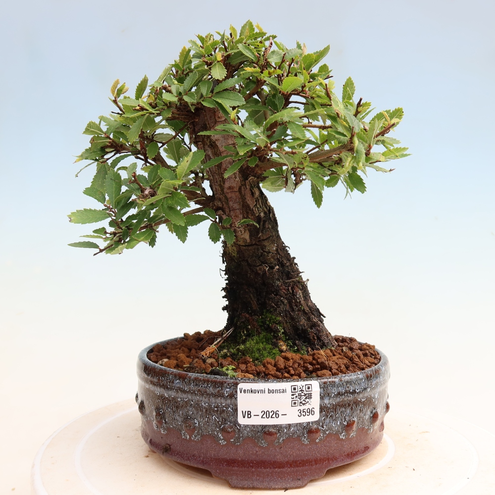 Bonsai voor buiten - Zelkova - Zelkova NIRE