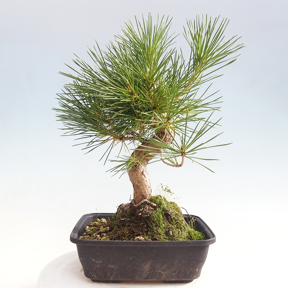 Bonsai voor buiten - Pinus thunbergii - Thunberg den