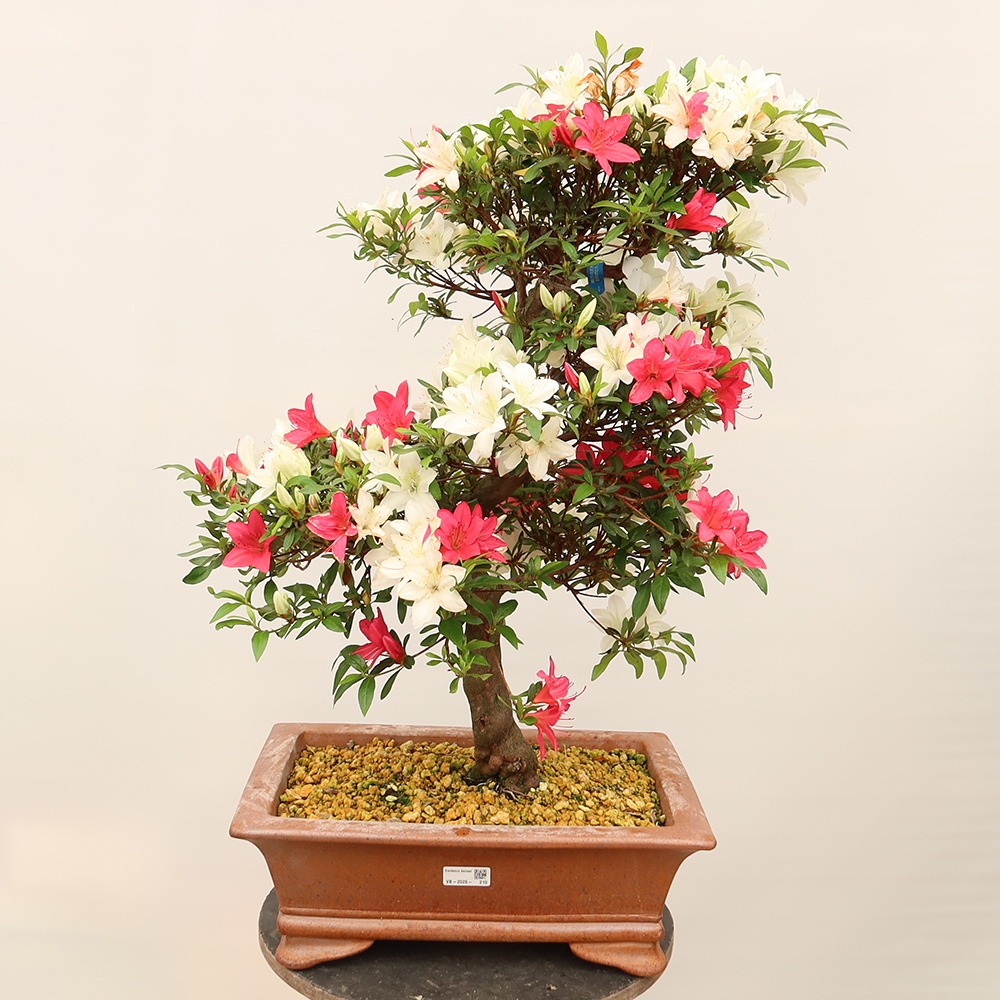 Bonsai voor buiten - Japanse azalea - Azalea CHIHIRO