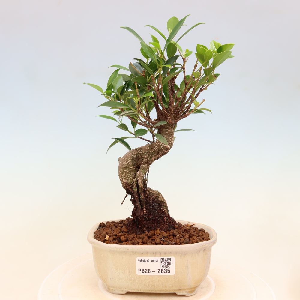 Kamerbonsai - Ficus kimmen - kleinbladige ficus