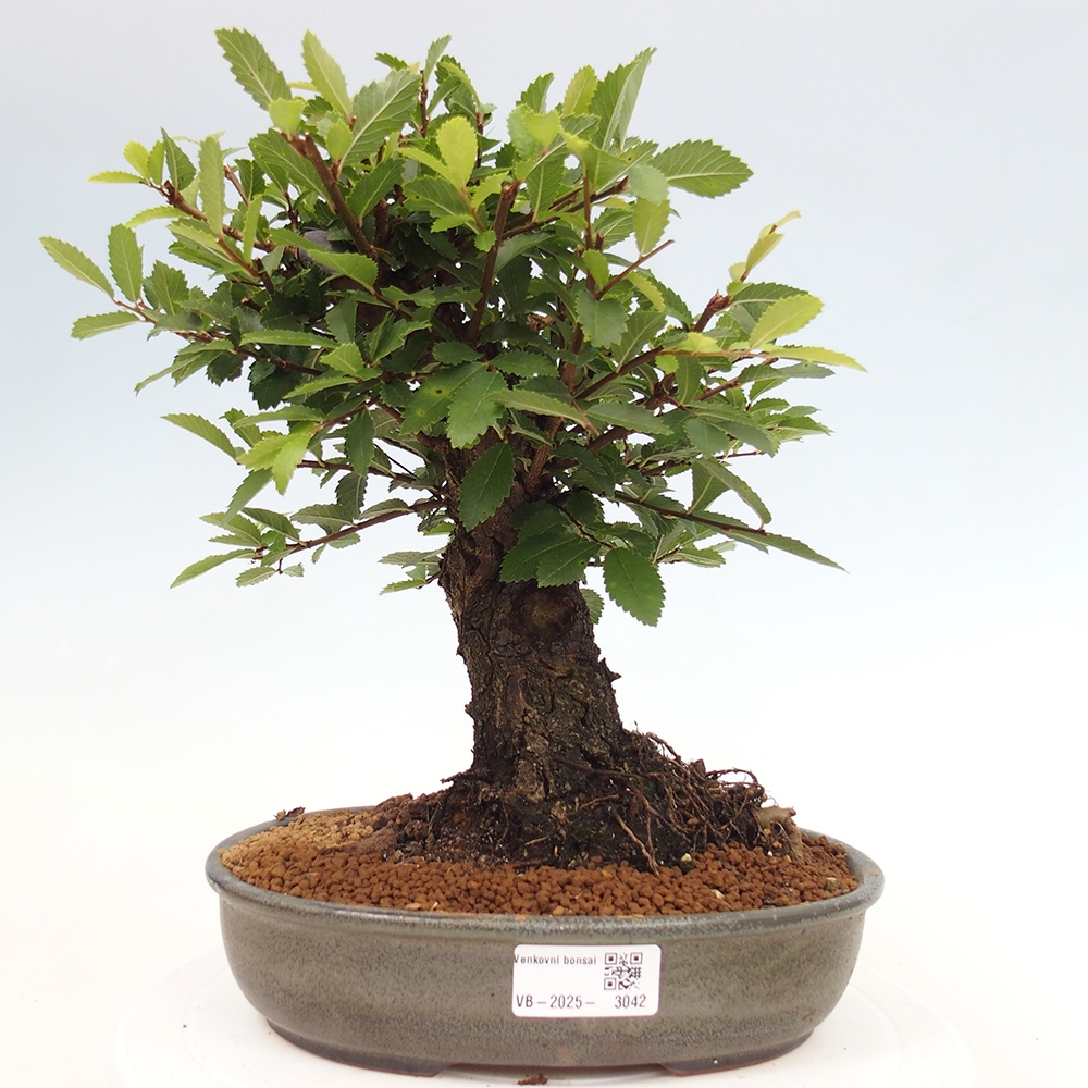 Bonsai voor buiten - Zelkova - Zelkova NIRE