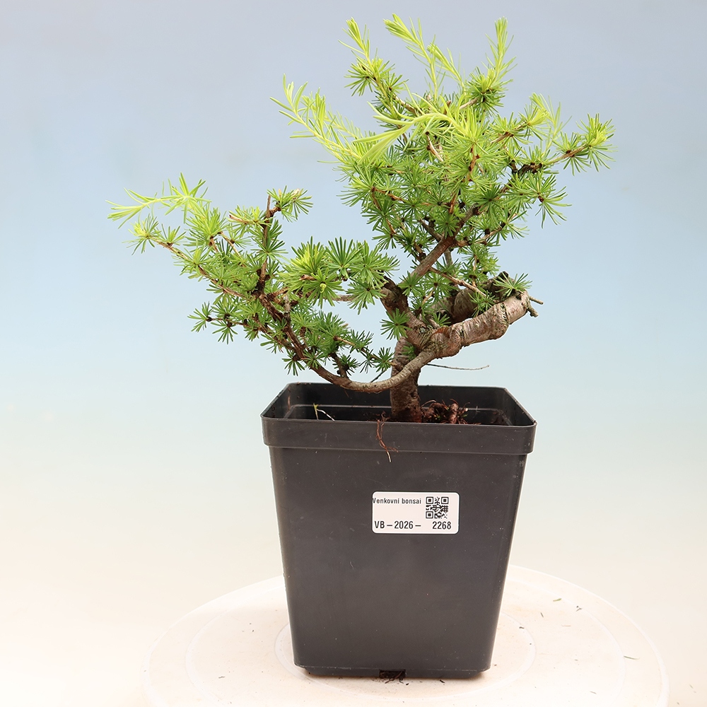 Bonsai voor buiten -Larix decidua - Lariks