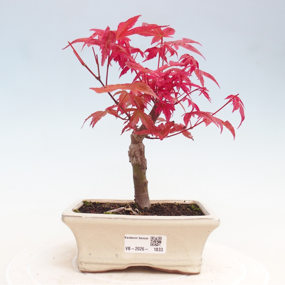 Bonsai voor buiten - Acer palmatum DESHOJO