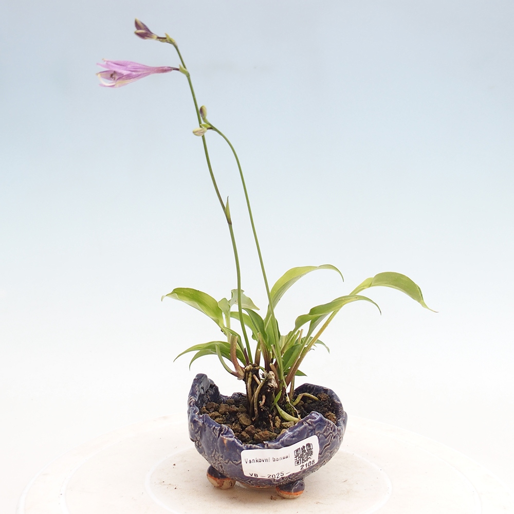 Buiten bonsai - Mini Hosta - Bohyška