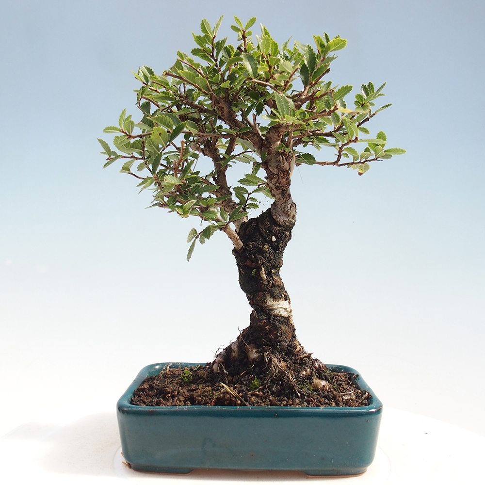 Bonsai voor buiten - Zelkova - Zelkova NIRE
