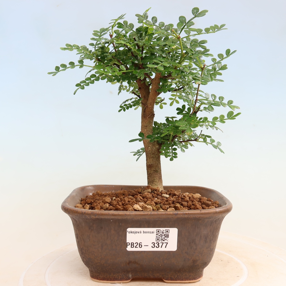 Kamerbonsai - Zantoxylum piperitum - peperboom