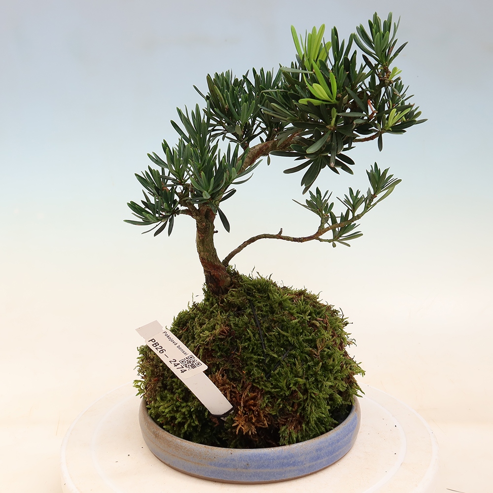 Kokedama met schaal - Podocarpus - Steen-taxus