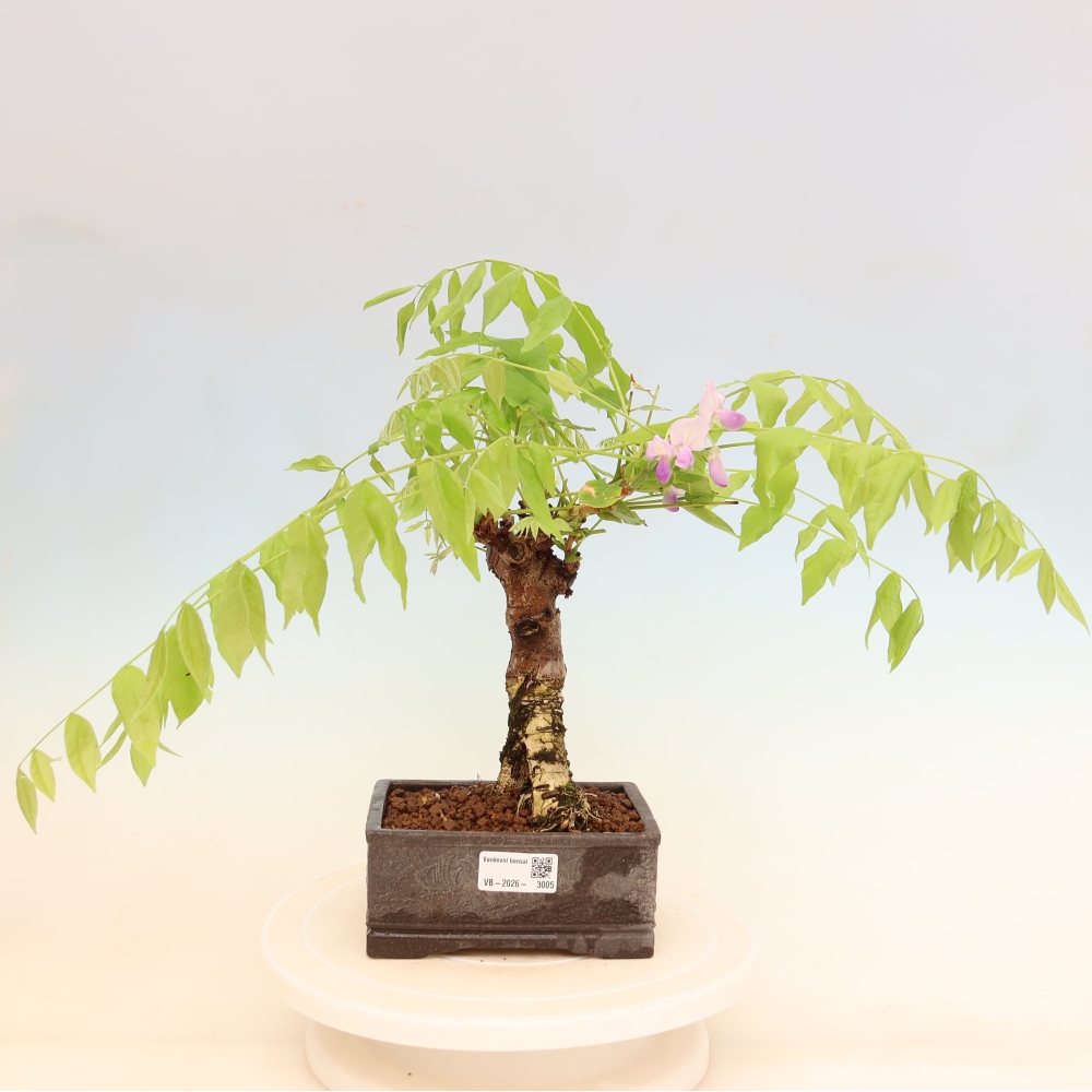 Bonsai voor buiten - Wisteria floribunda
