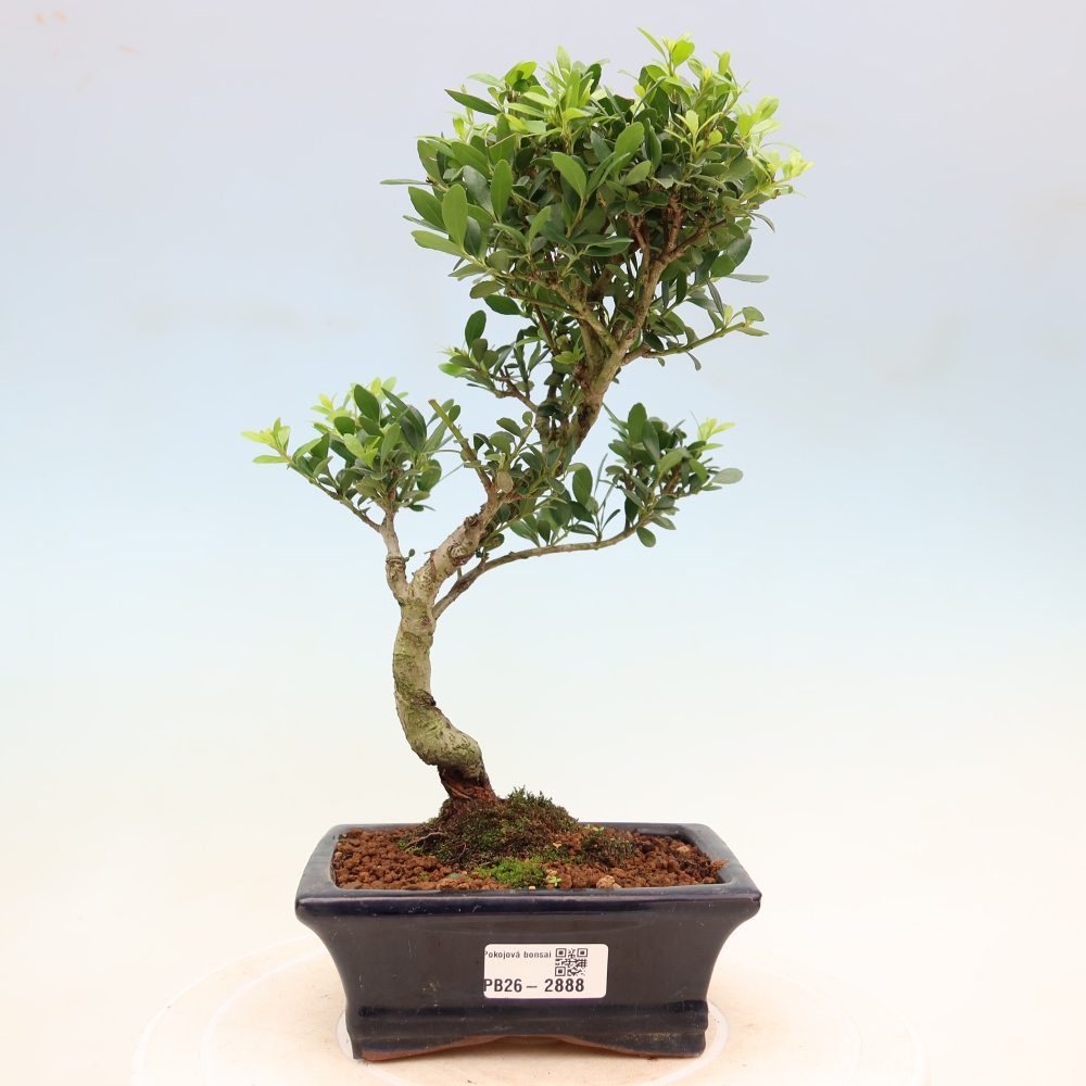 Kamerbonsai - Ilex crenata - Hulst