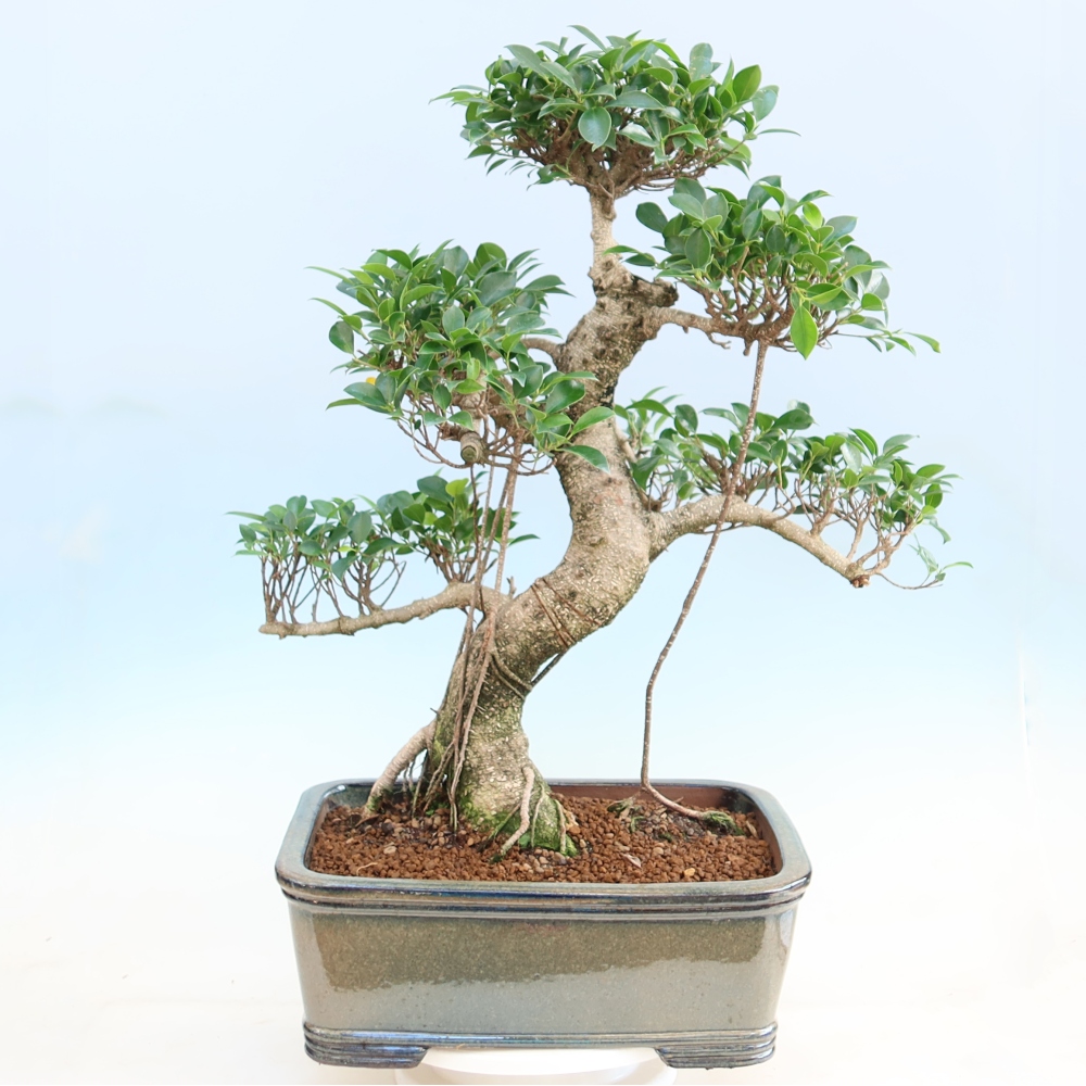 Kamerbonsai - Ficus kimmen - kleinbladige ficus
