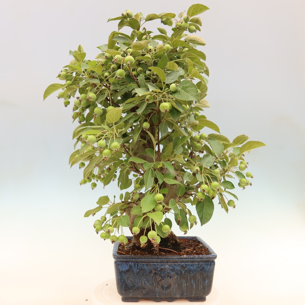 Bonsai voor buiten -Malus halliana - Appelboom met kleine vruchten