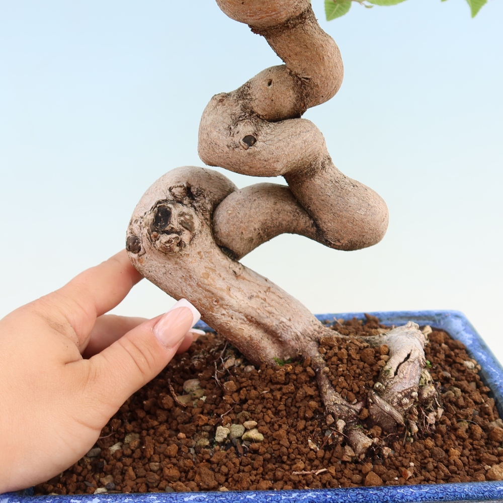 Bonsai voor buiten -Carpinus Coreana - Koreaanse haagbeuk