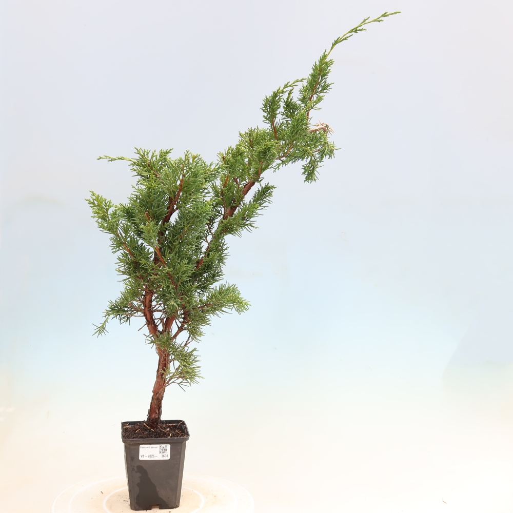 Bonsai voor buiten - Juniperus chinensis Kishu