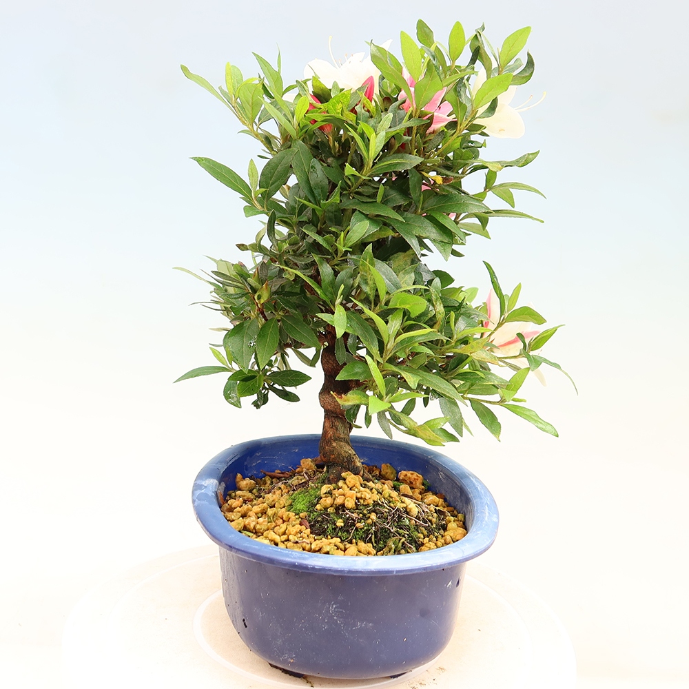Bonsai voor buiten - Japanse azalea - Azalea CHIHIRO