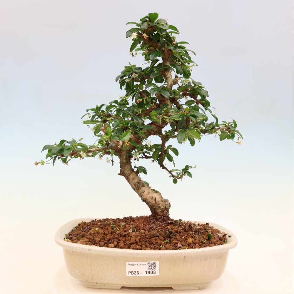 Kamerbonsai - Carmona macrophylla - Thee fuki