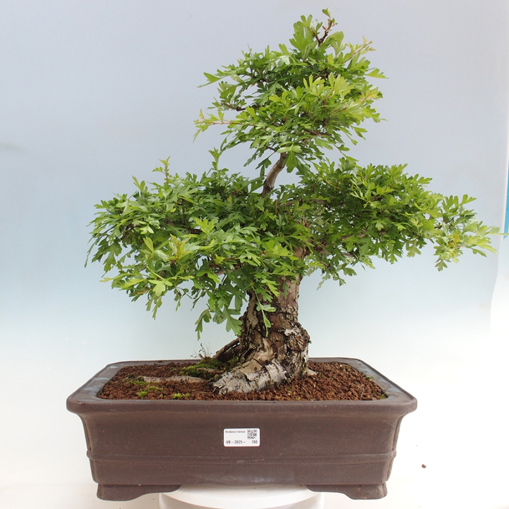 Bonsai voor buiten - Meidoorn - Crataegus monogyna