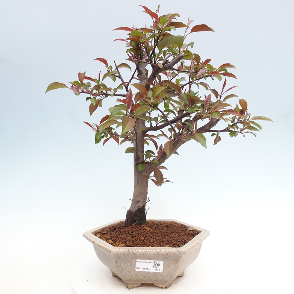 Bonsai voor buiten -Malus domestica - Roodbladige appelboom met kleine vruchten