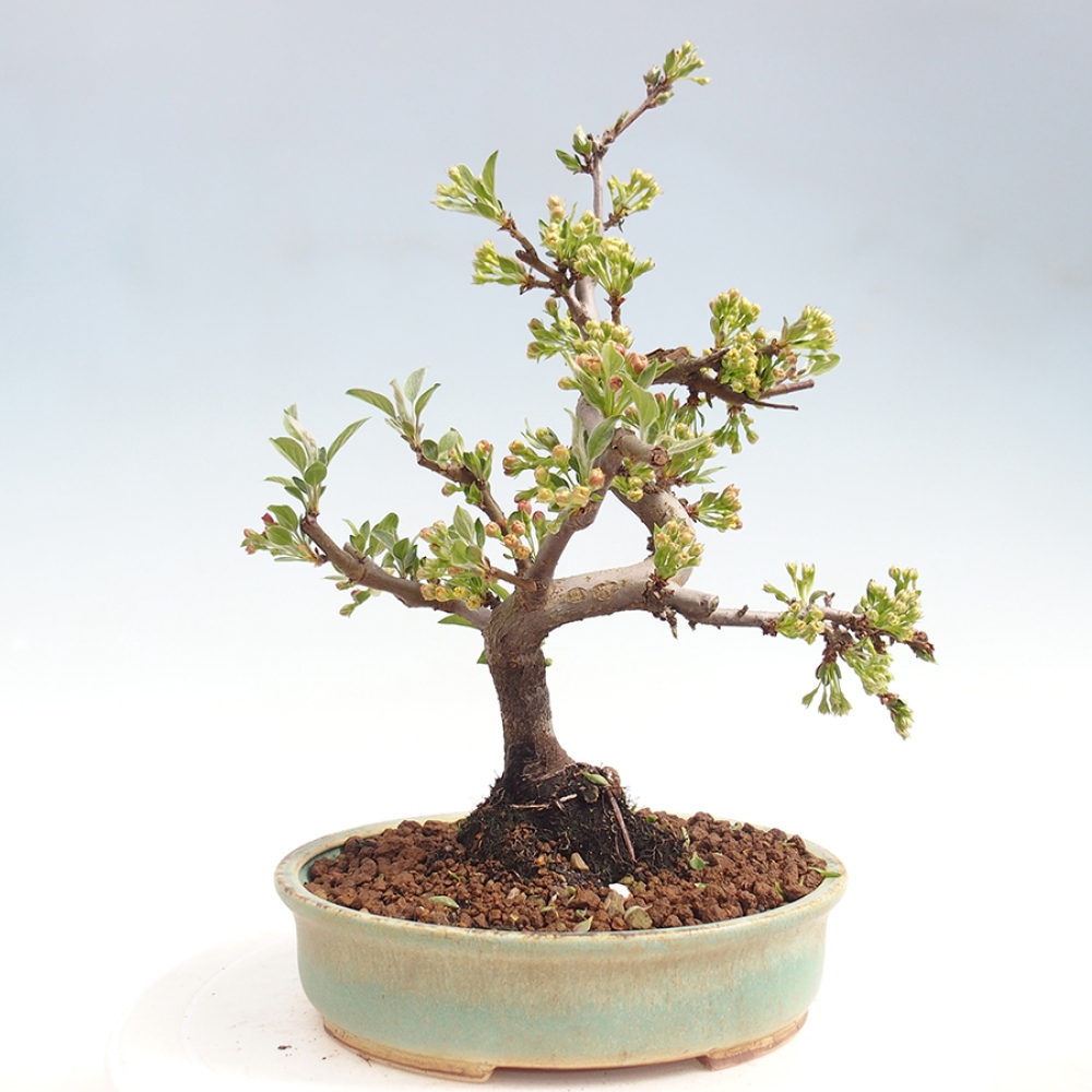 Bonsai voor buiten - Malus sargentii - Appelboom met kleine vruchten
