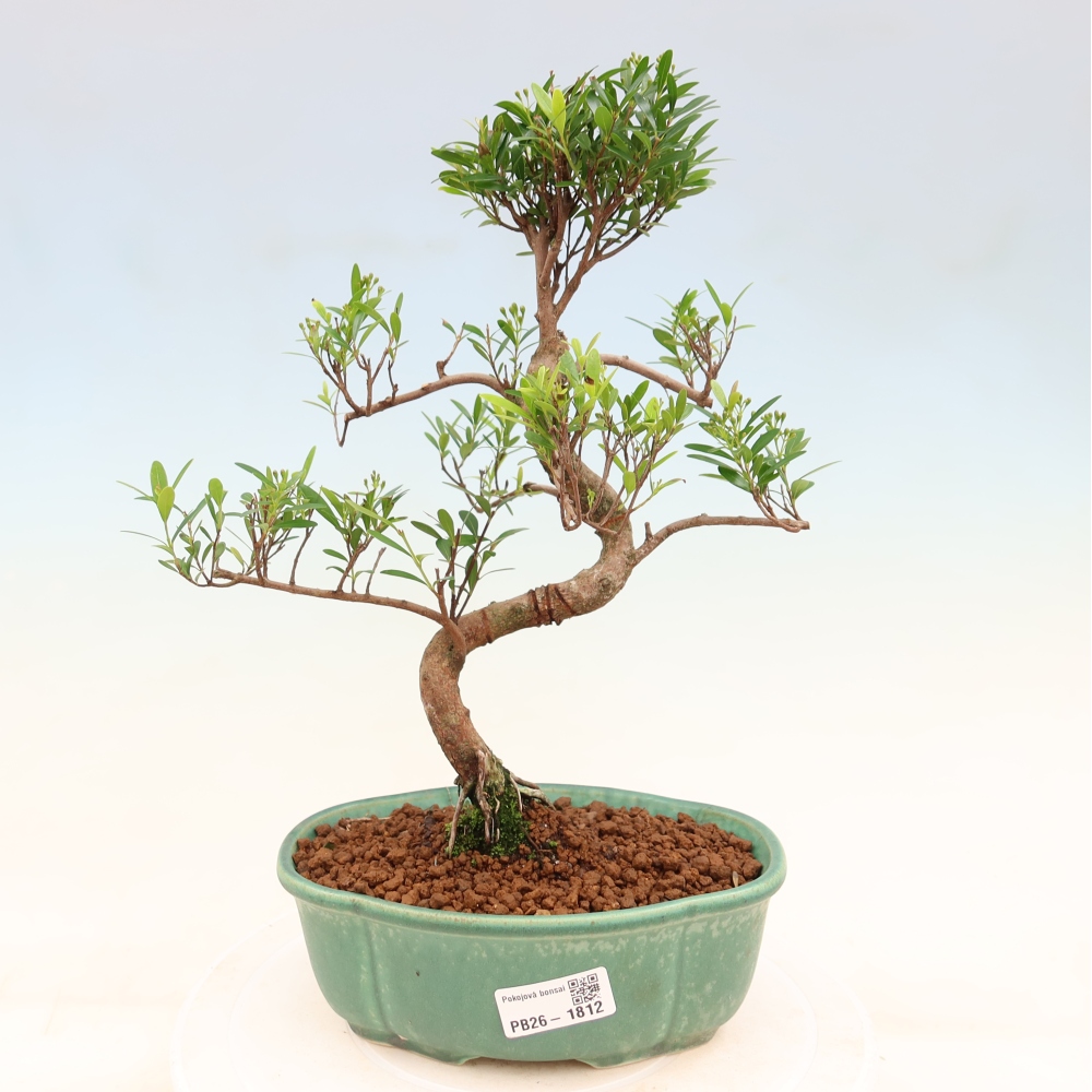 Kamerbonsai - Syzygium - Pimento