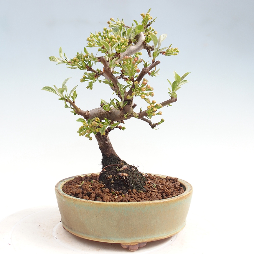 Bonsai voor buiten - Malus sargentii - Appelboom met kleine vruchten