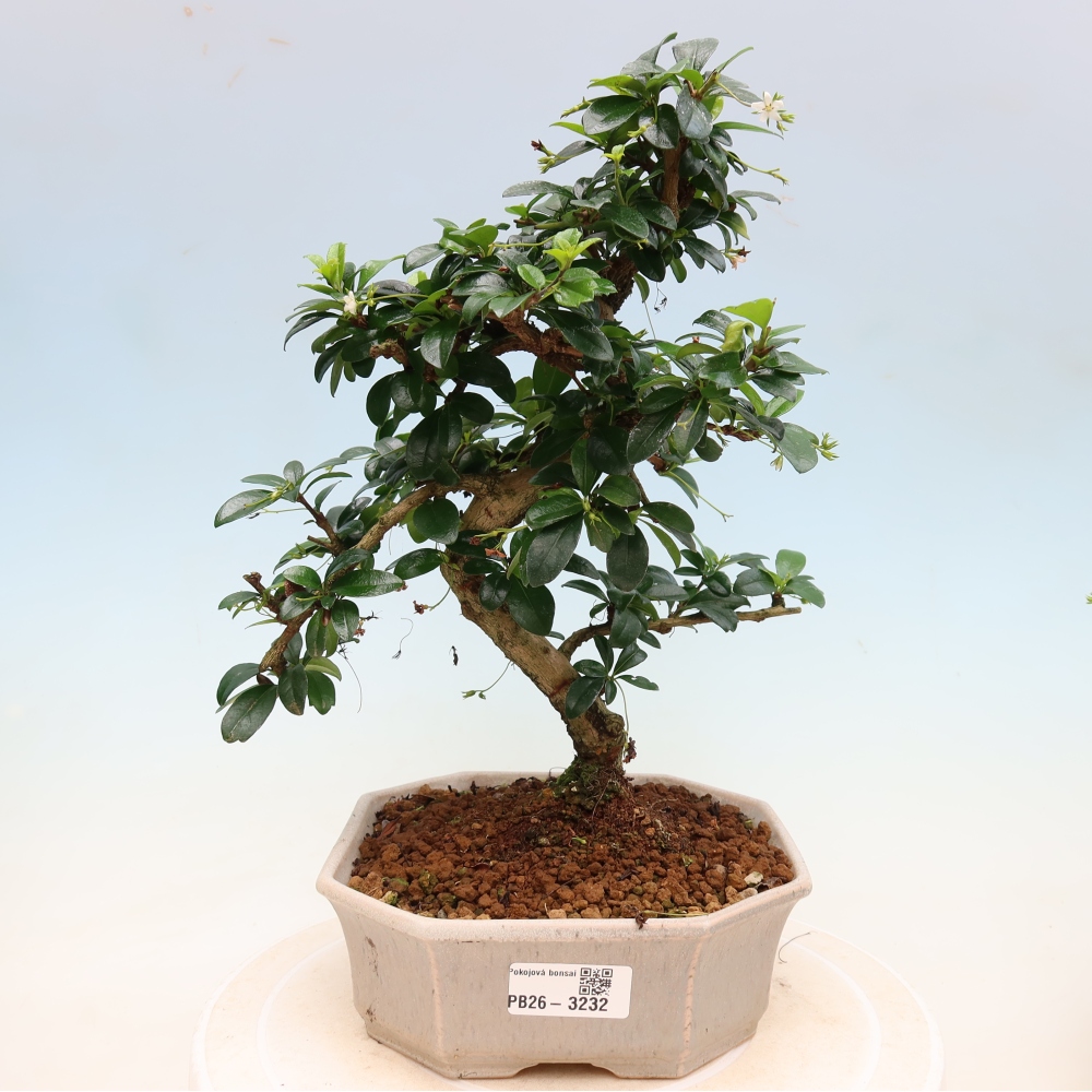 Kamerbonsai - Carmona macrophylla - Thee fuki
