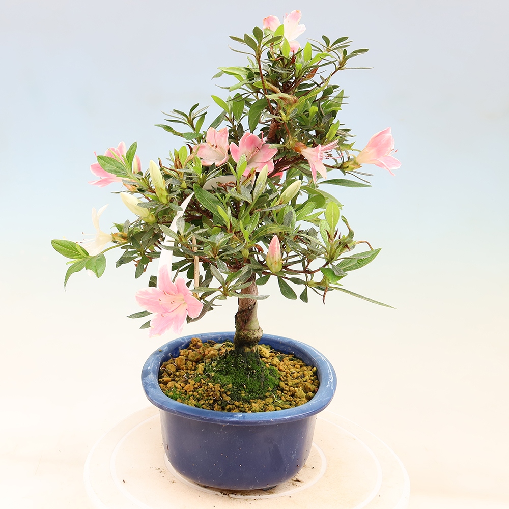 Bonsai voor buiten - Japanse Azalea - Azalea Senhime