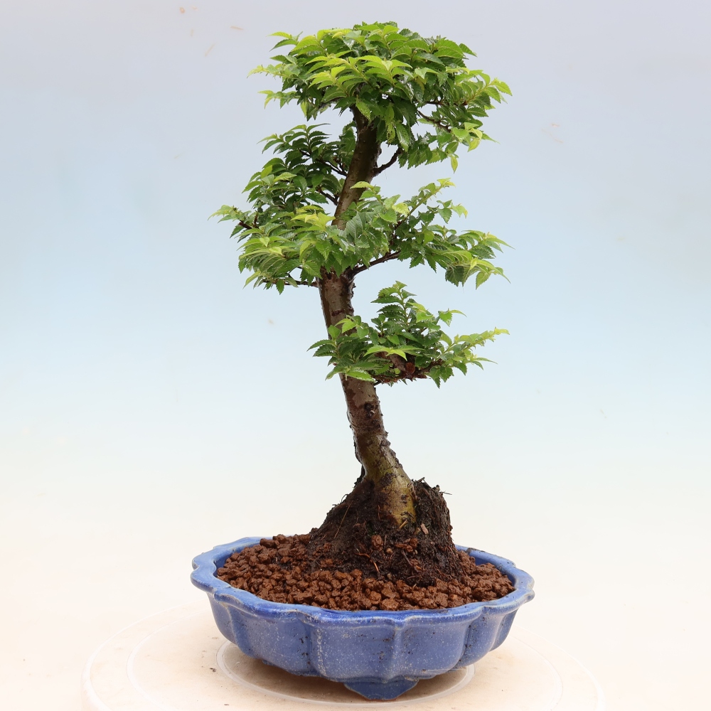 Buitenbonsai - Ulmus Jacqueline Hillier - Prachtige iep