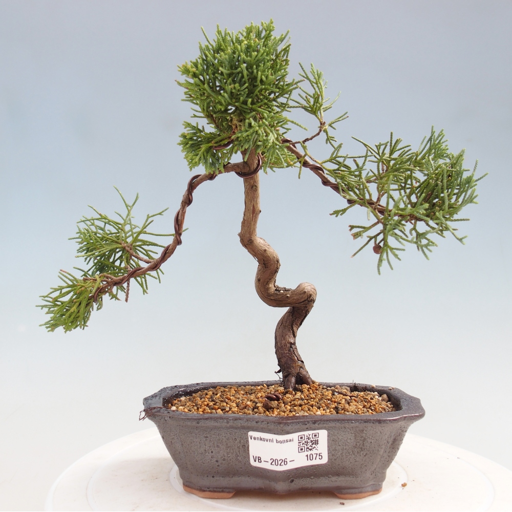 Bonsai voor buiten - Juniperus chinensis Kishu