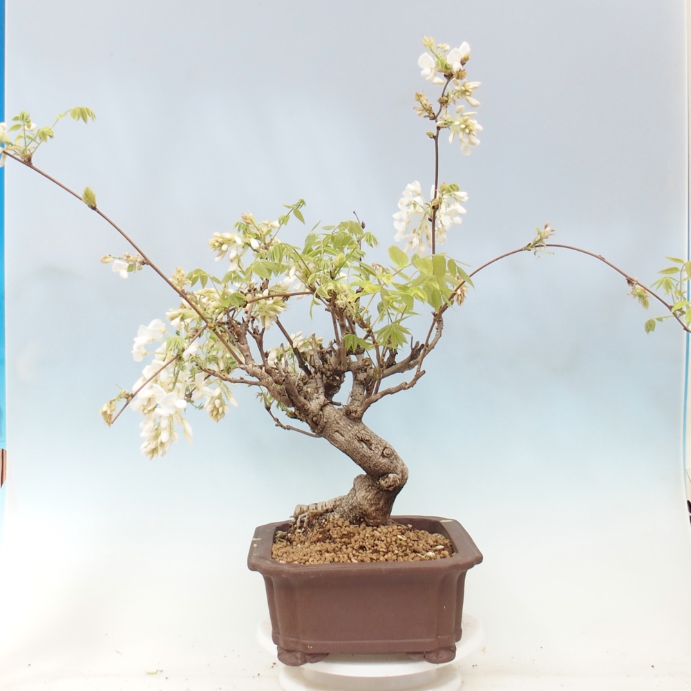 Bonsai voor buiten - Vistaria - Wisteria