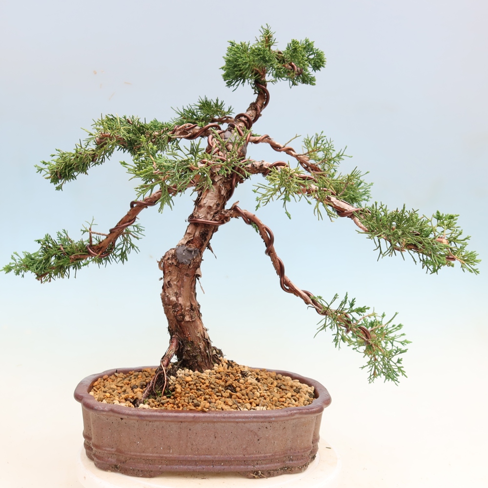 Bonsai voor buiten - Juniperus chinensis Kishu