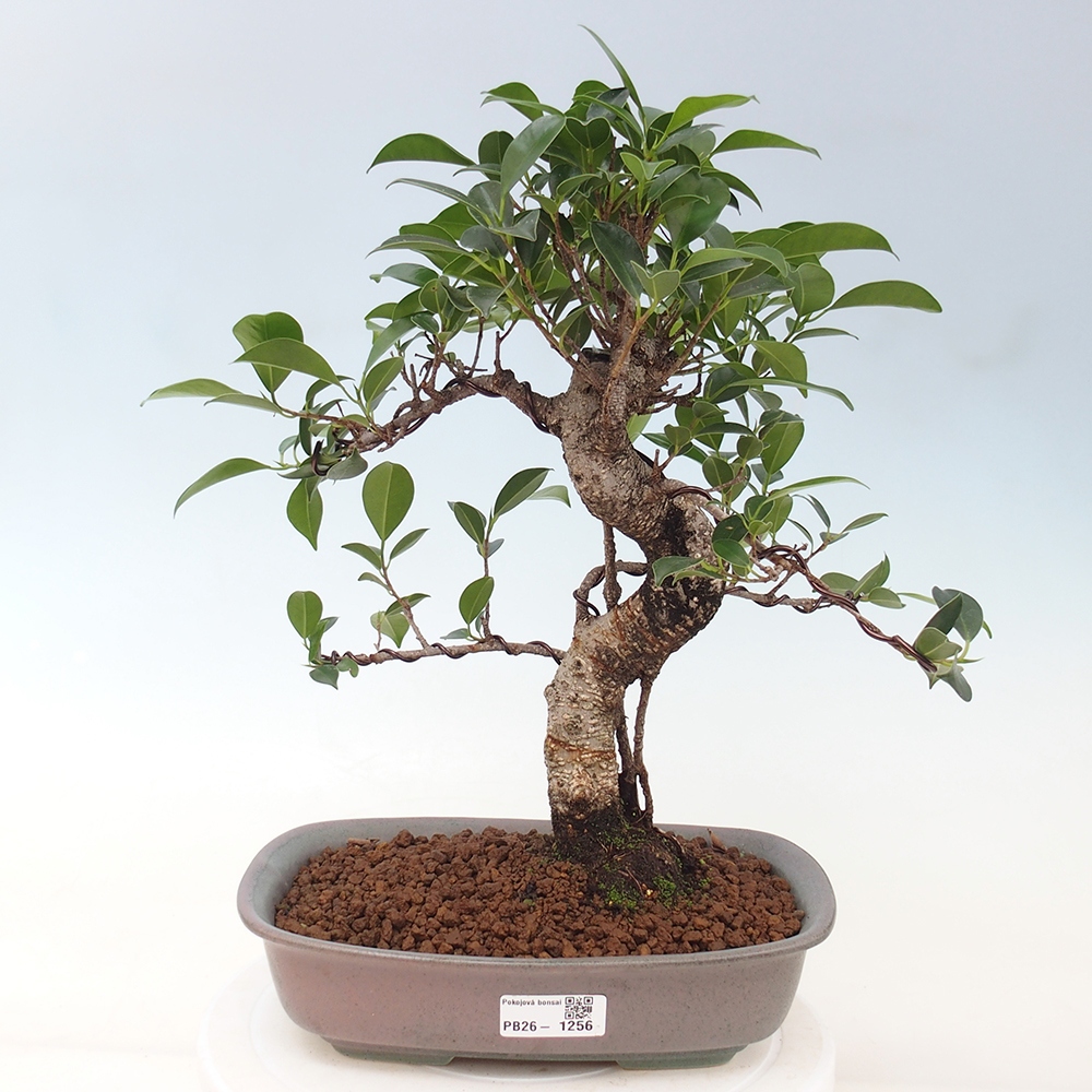 Kamerbonsai - Ficus kimmen - kleinbladige ficus