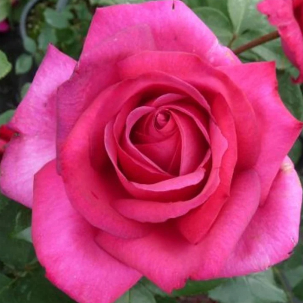 Bonsai voor buiten - Rosa Kordes - roos