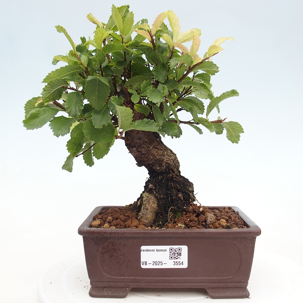 Bonsai voor buiten - Zelkova - Zelkova NIRE
