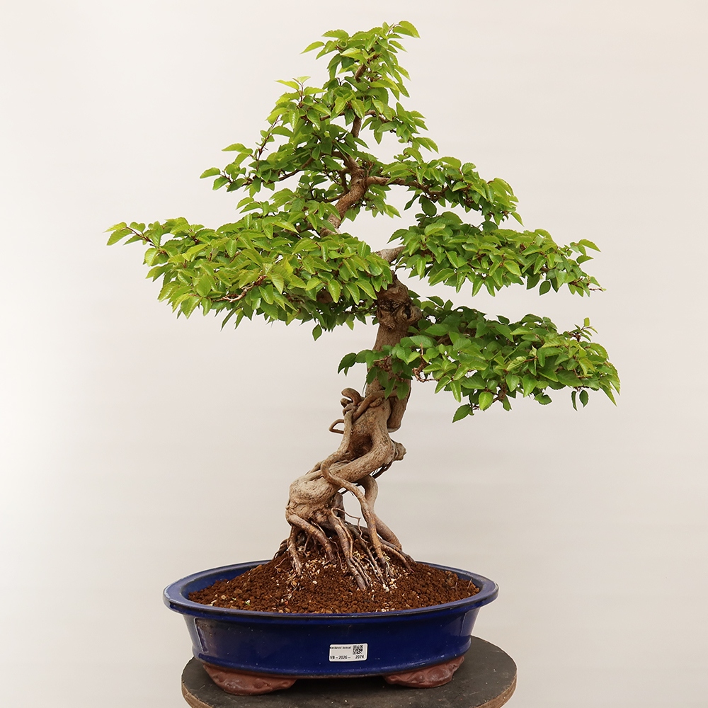 Bonsai voor buiten -Carpinus Coreana - Koreaanse haagbeuk