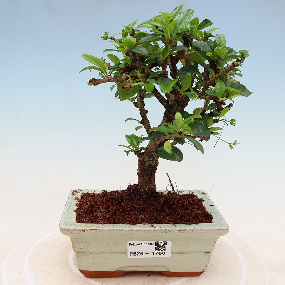 Kamerbonsai - Carmona macrophylla - Thee fuki