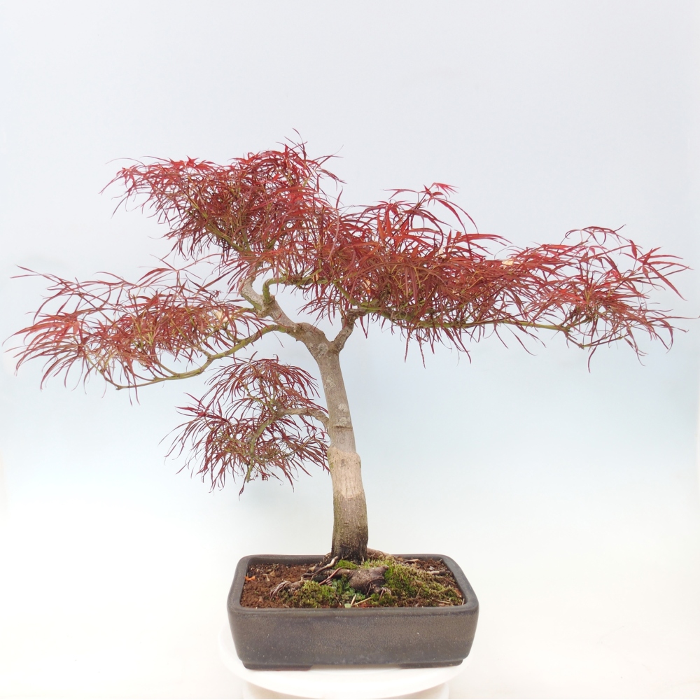 Bonsai voor buiten - Acer palmatum RED PYGMY