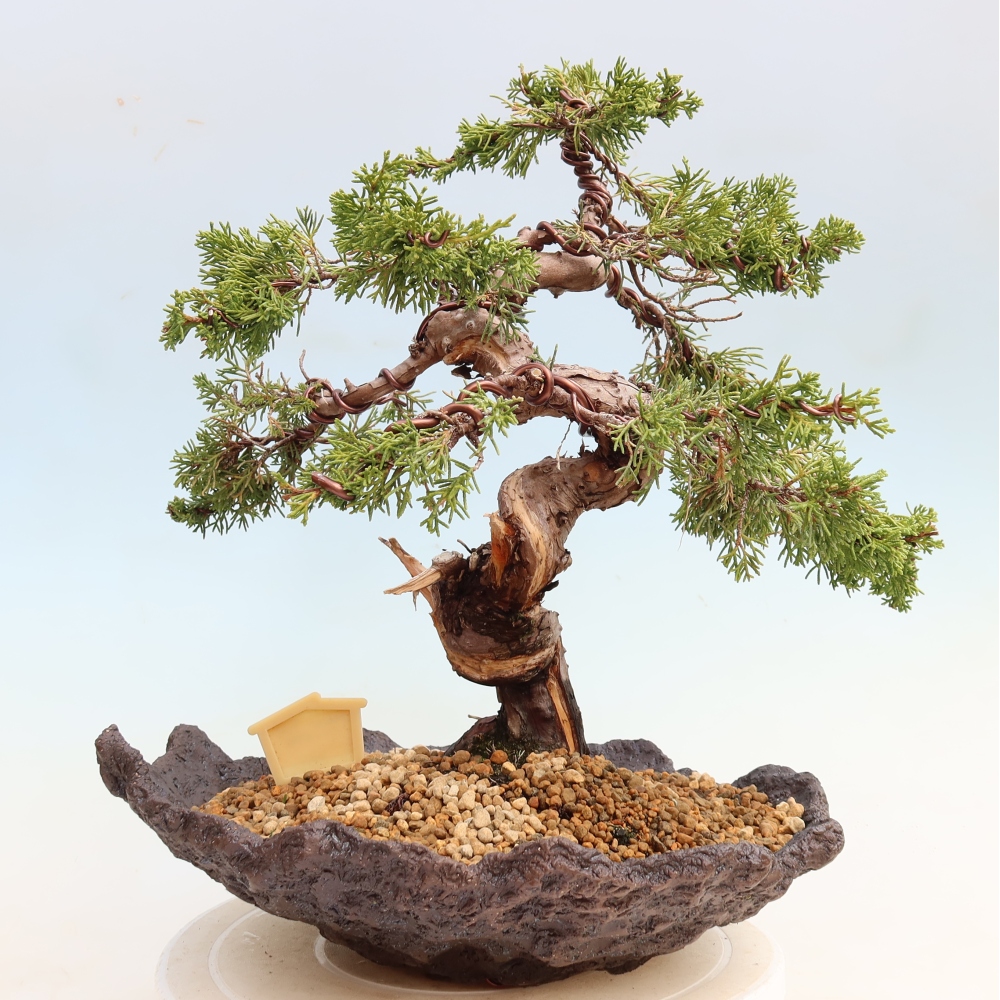 Bonsai voor buiten - Juniperus chinensis Itoigawa-Juniperus chinensis