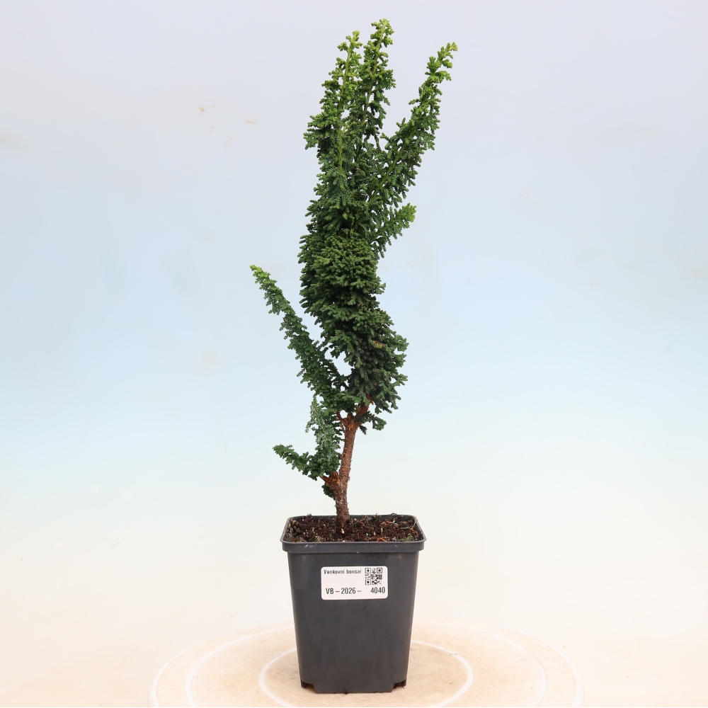 Bonsai voor buiten - Cham. obtusa SEKKA HINOKI - Cipres