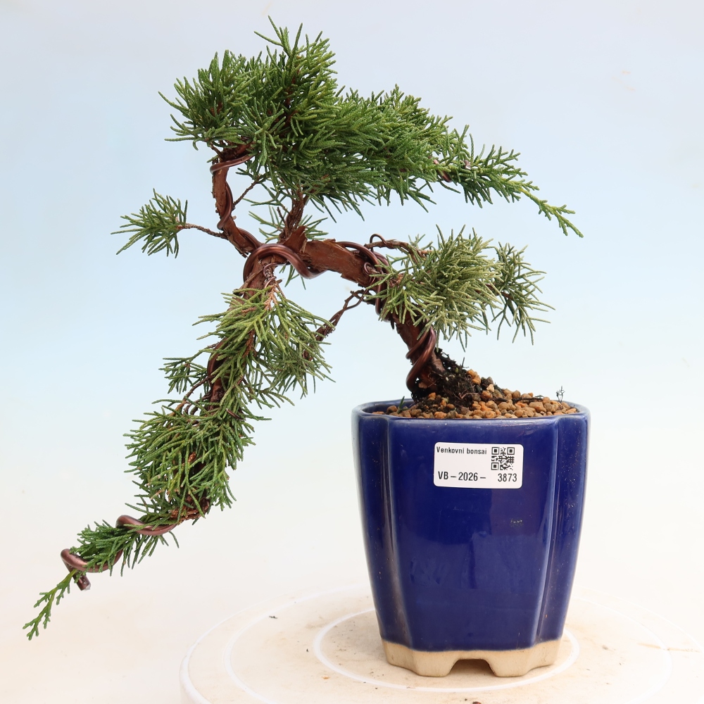 Bonsai voor buiten - Juniperus chinensis Kishu