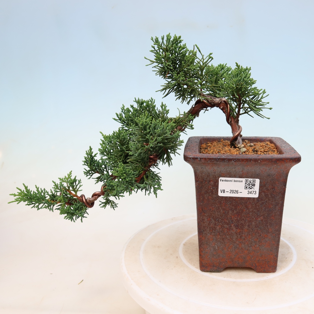 Bonsai voor buiten - Juniperus chinensis Kishu