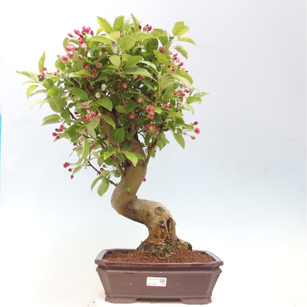 Bonsai voor buiten -Malus halliana - Appelboom met kleine vruchten
