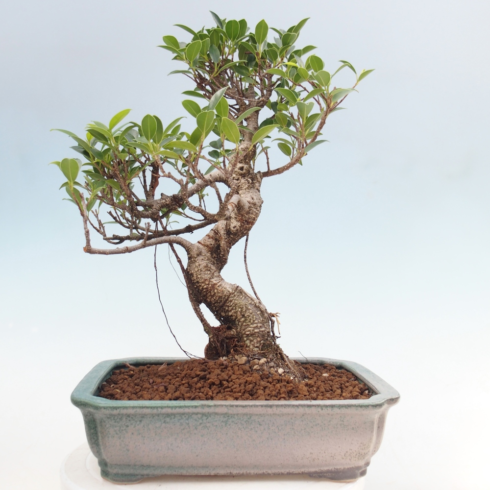 Kamerbonsai - Ficus kimmen - kleinbladige ficus