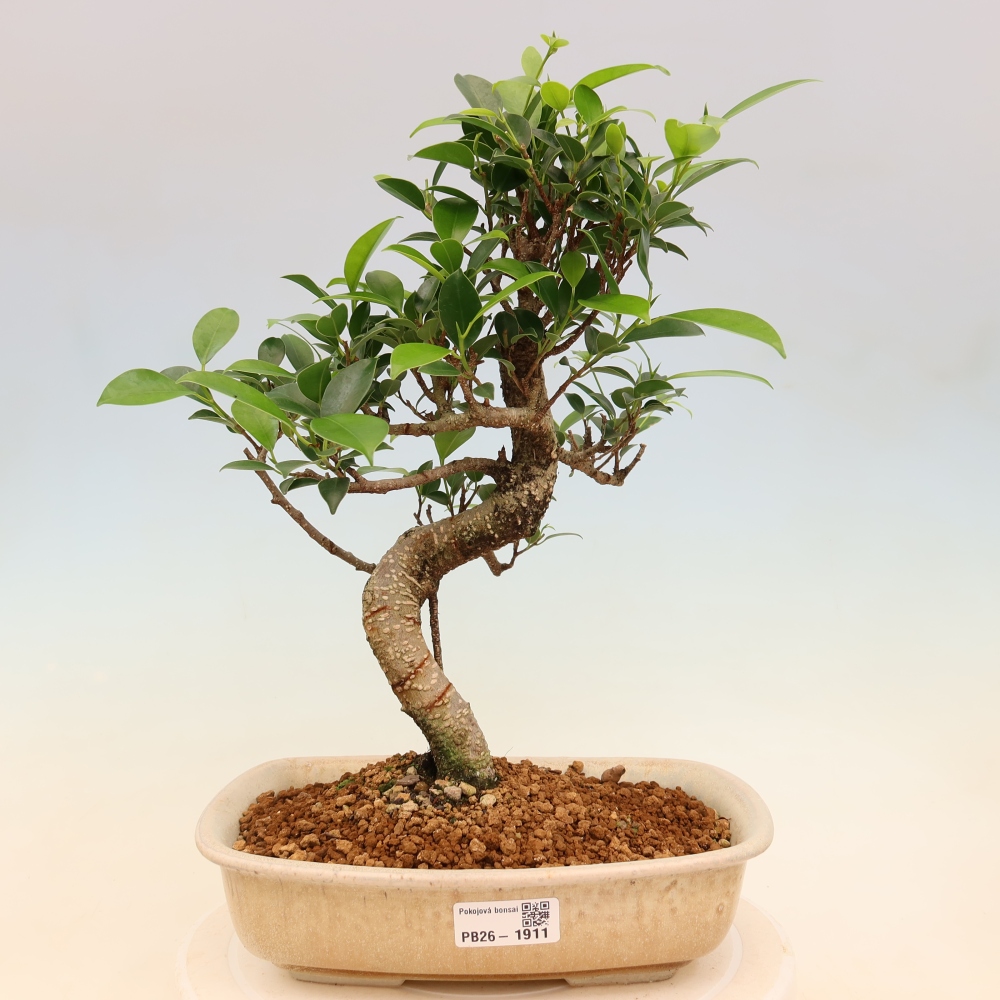 Kamerbonsai - Ficus kimmen - kleinbladige ficus
