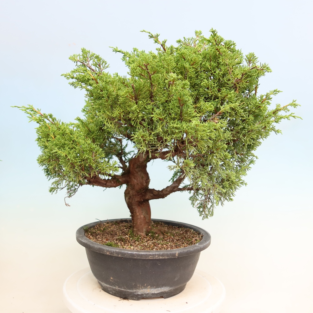 Bonsai voor buiten - Juniperus chinensis Itoigawa-Juniperus chinensis