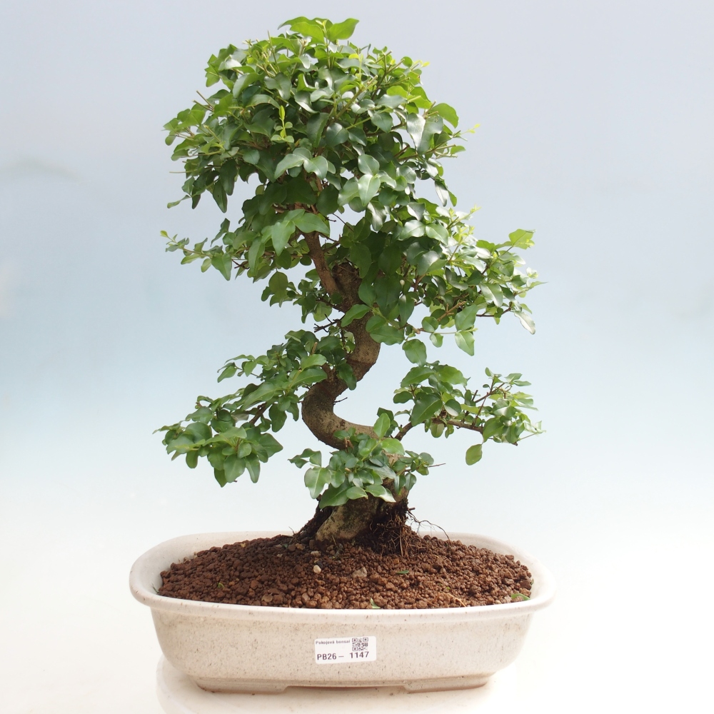 Kamerbonsai -Ligustrum chinensis - Vogelsnavel