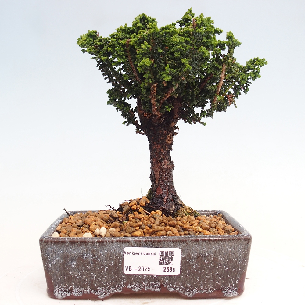 Bonsai voor buiten - Cham. obtusa SEKKA HINOKI - Cipres